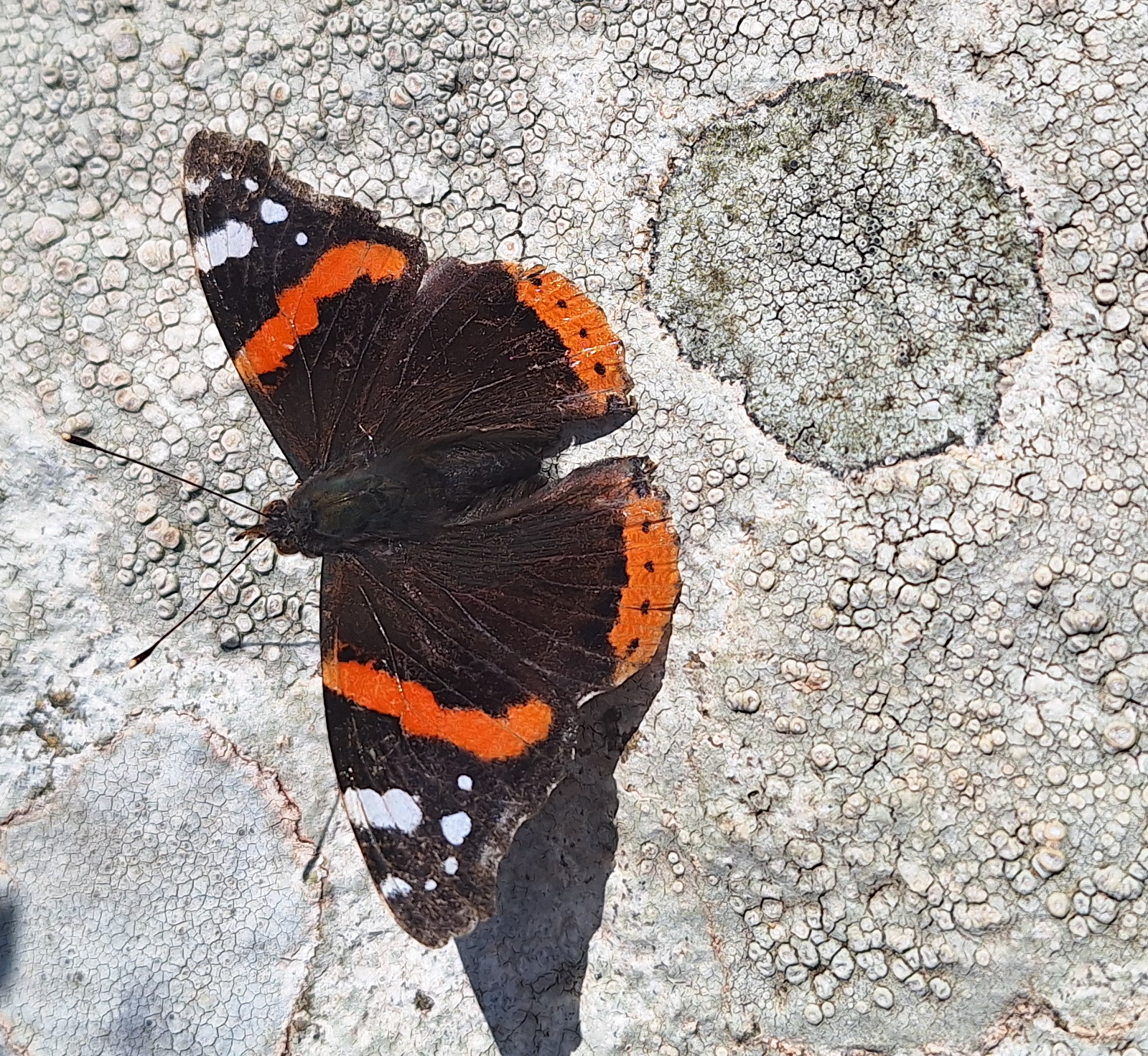 Red Admiral