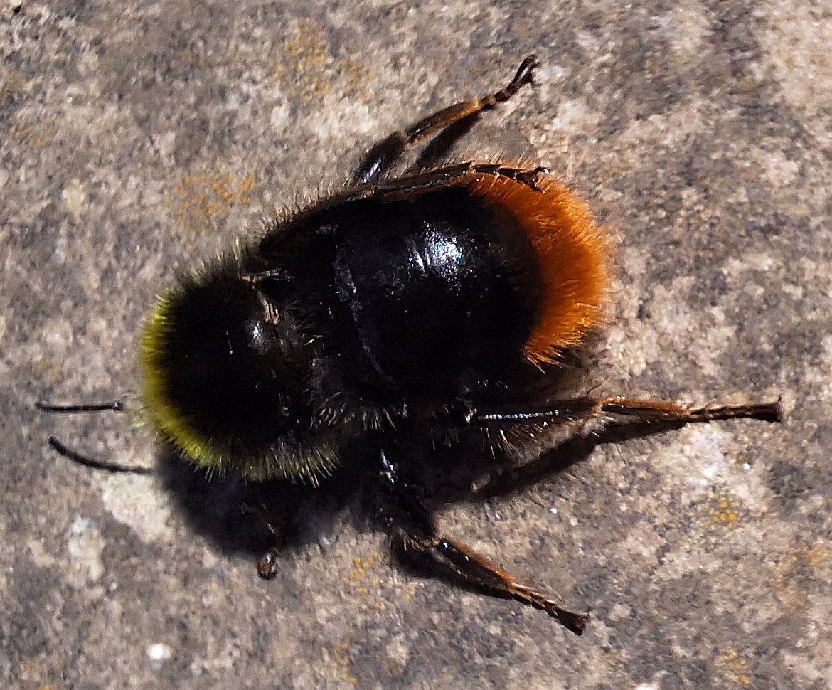 Red Tailed Bumble Bee