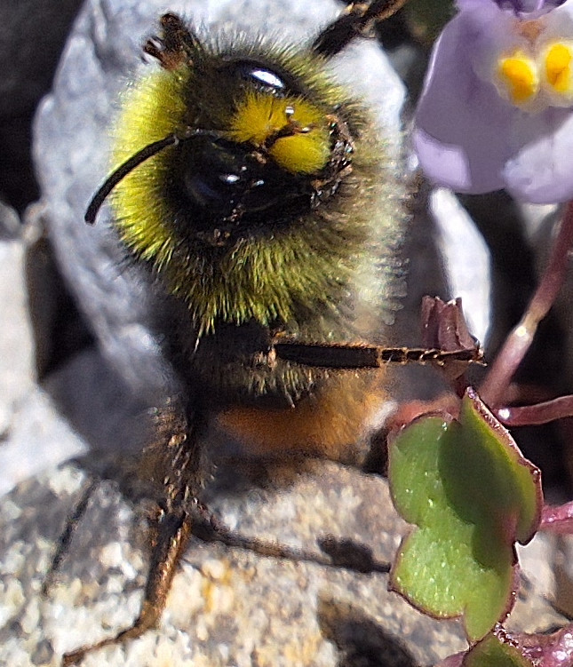 Red Tailed Bumble Bee